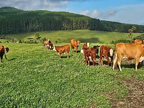 Fazenda de 200 Hectares em Leoberto Leal – Pronta para Pecuária e Produção - Foto 14