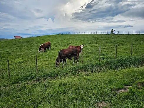 Fazenda de 200 Hectares em Leoberto Leal – Pronta para Pecuária e Produção - Foto 15