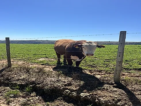 Fazenda de 200 Hectares em Leoberto Leal – Pronta para Pecuária e Produção - Foto 8