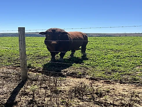 Fazenda de 200 Hectares em Leoberto Leal – Pronta para Pecuária e Produção - Foto 4