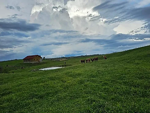 Fazenda de 200 Hectares em Leoberto Leal – Pronta para Pecuária e Produção - Foto 6