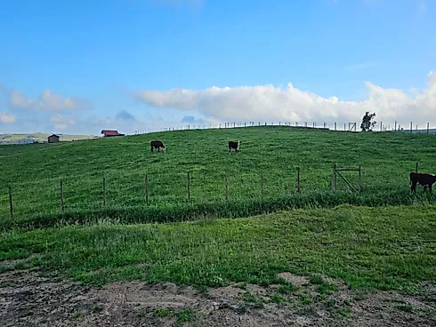 Fazenda de 200 Hectares em Leoberto Leal – Pronta para Pecuária e Produção - Foto 9