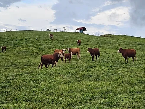 Fazenda de 200 Hectares em Leoberto Leal – Pronta para Pecuária e Produção - Foto 10