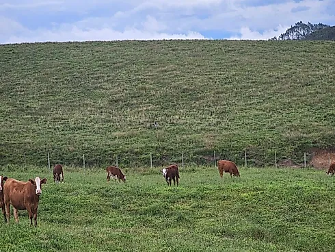 Fazenda de 200 Hectares em Leoberto Leal – Pronta para Pecuária e Produção - Foto 11