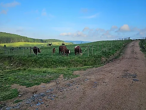 Fazenda de 200 Hectares em Leoberto Leal – Pronta para Pecuária e Produção - Foto 12