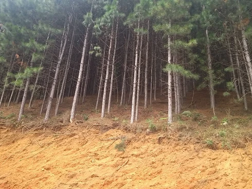 Terreno
