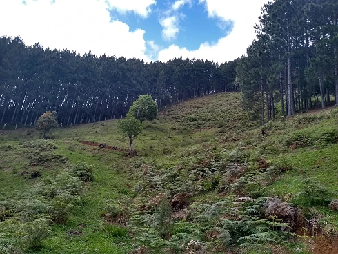 Terreno