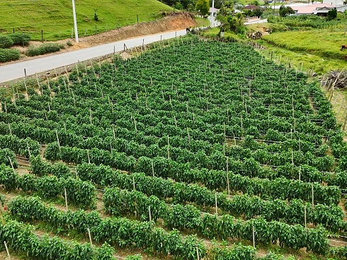 Sítio em Santa Isabel, Águas Mornas
