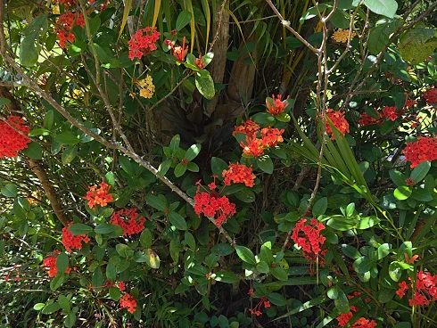 Terreno em Vila Santana, Santo Amaro da Imperatriz