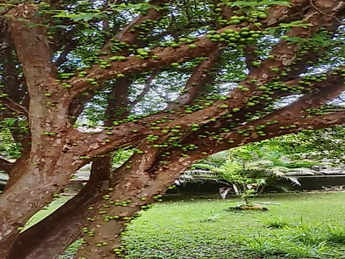 Casa em Condomínio 2 Quartos no Bosques do Corrupira - Foto 22