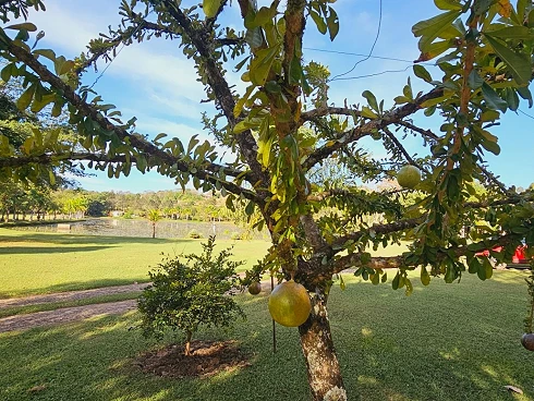 Chácara Á Venda em Sousas - Campinas/SP - Foto 12