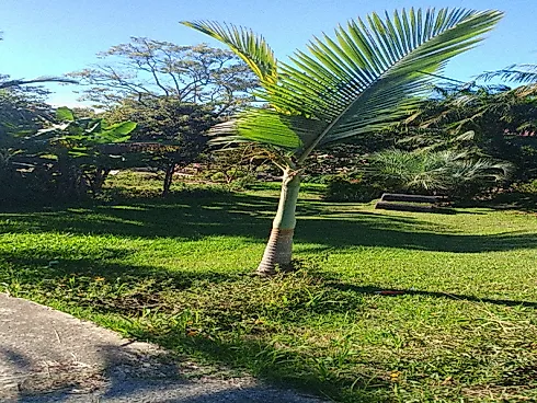 Terreno em Guarda do Cubatão, Palhoça