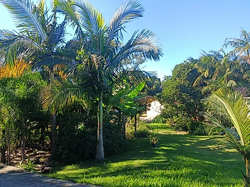 Terreno em Guarda do Cubatão, Palhoça