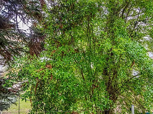 Sobrado com 3 Dormitórios à Venda, 140 m² por R$ 1.280.000,00 - Água Verde - Curitiba/PR - Foto 43