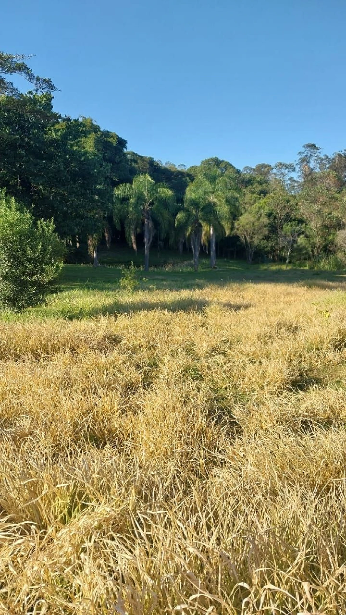 Terreno em Laranjinha, Criciúma