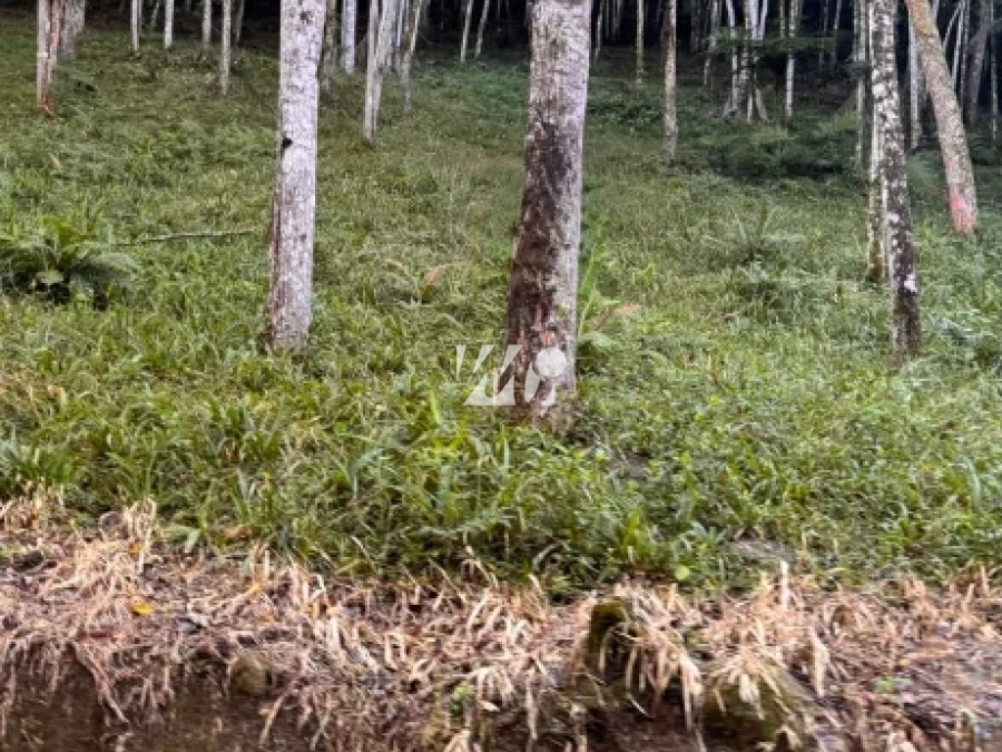 Terreno em Santo Amaro, Santo Amaro da Imperatriz. 0 quartos, 0m². Imagem 2 de 6