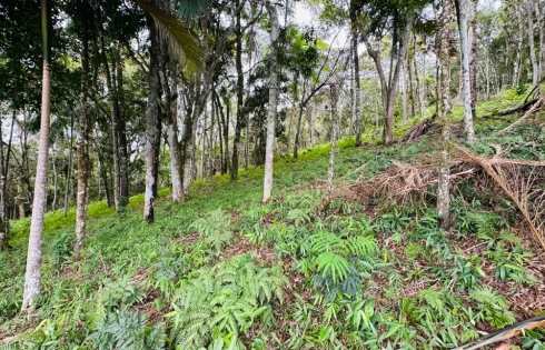 Terreno com 0 quartos em Varginha, Santo Amaro