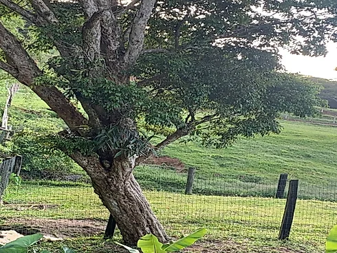 Lotes Exclusivos de 3.000 m² em Condomínio Rural – Vista Panorâmica - Foto 10