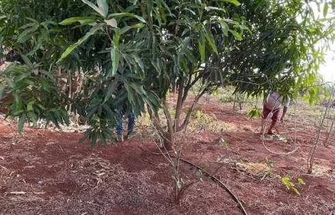 Chácara em Represa de Miranda, Uberlândia