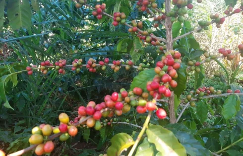 Chácara em Morada Nova, Uberlândia