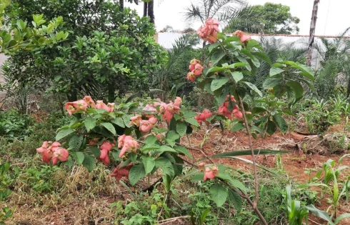 Chácara em Morada Nova, Uberlândia