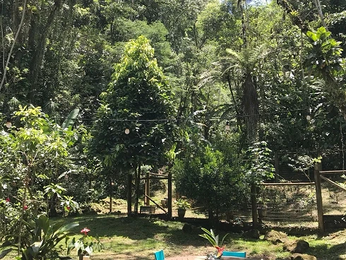 Venda de Casa Incrível no Sertão de Cambury - Foto 8