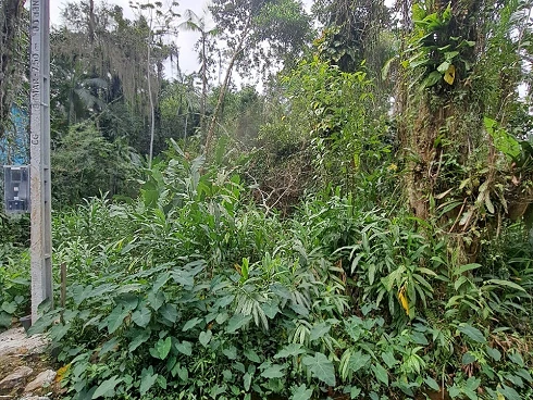 Terreno em Sertão do Camburi, São Sebastião