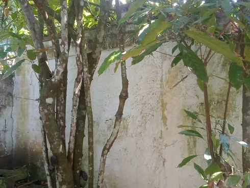Cambury 100m da Praia, à Venda Oportunidade Única - Foto 10