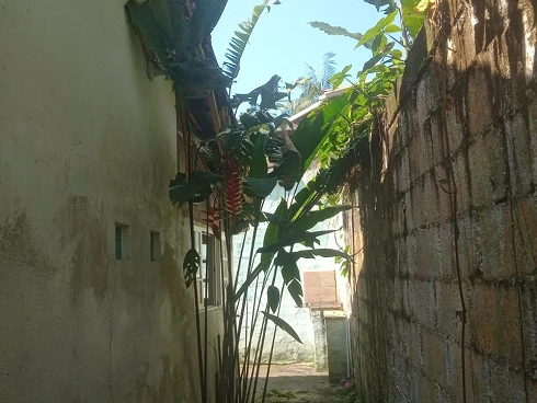 Cambury 100m da Praia, à Venda Oportunidade Única - Foto 19