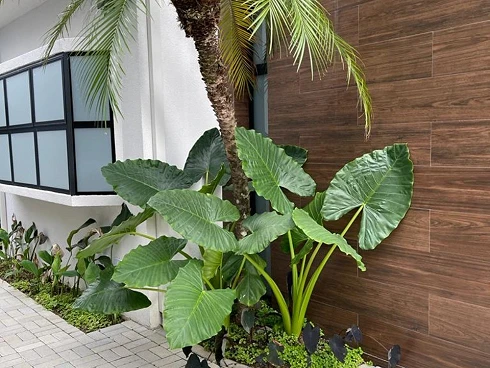 Casa em Condomínio 4 Quartos - Juquehy - Foto 8