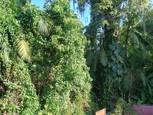 A Venda no Village - Sertão de Cambury - Foto 36