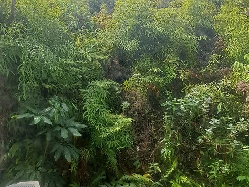 Venda em Condomínio - Camburizinho, Litoral Norte - Foto 40