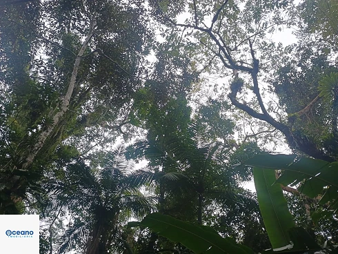Terreno em Sertão do Camburi, São Sebastião