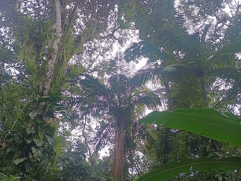 Terreno em Sertão do Camburi, São Sebastião