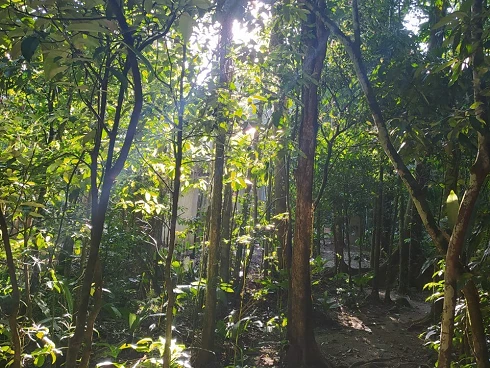 Refúgio a Venda no Sertão de Cambury, Oportunidade Única. - Foto 22