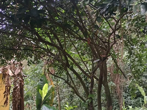 Casa Recém-Construída à Venda em Boiçucanga. - Foto 8