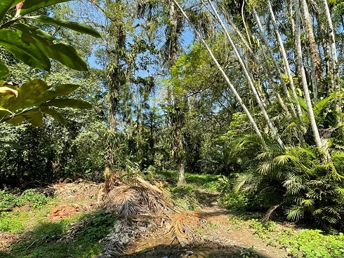Terreno em Sertão do Camburi, São Sebastião