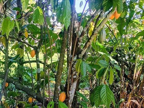 Casa em Boiçucanga, São Sebastião