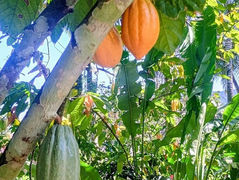 Casa com Jardim à Venda em Boiçucanga - Foto 6