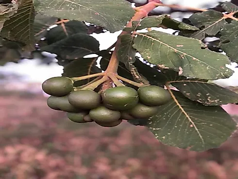 Chácara em Área Rural de Aragoiânia, Aragoiânia