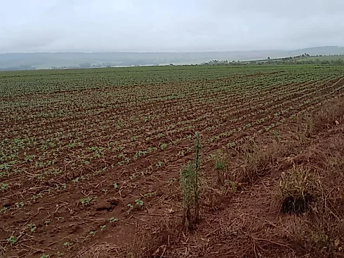 Fazenda Premium – São João da Aliança (GO) - Sítio em Área Rural, São João D'aliança - Foto 1