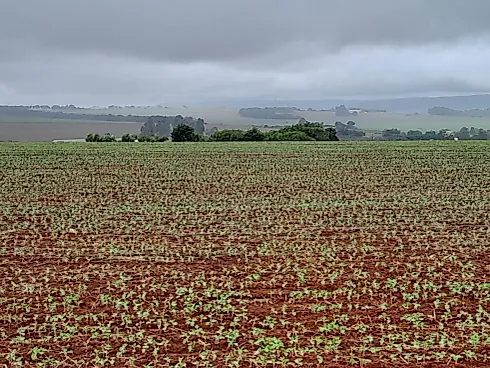 Fazenda Premium – São João da Aliança (GO) - Sítio em Área Rural, São João D'aliança - Foto 4