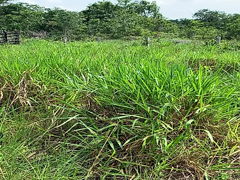 Fazenda Dupla Aptidão às Margens da Br-153 - Sítio em Plano Diretor Norte, Palmas - Foto 5