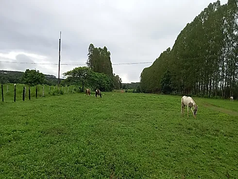 Fazenda Dupla Aptidão às Margens da Br-153 - Sítio em Plano Diretor Norte, Palmas - Foto 1