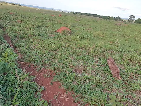Fazenda de Dupla Aptidão à Venda em Natividade (TO) - Sítio em Área Rural, Natividade - Foto 3