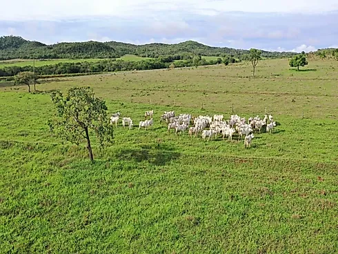 Fazenda de Dupla Aptidão em Padre Bernardo - GO - Sítio em Centro, Padre Bernardo - Foto 1