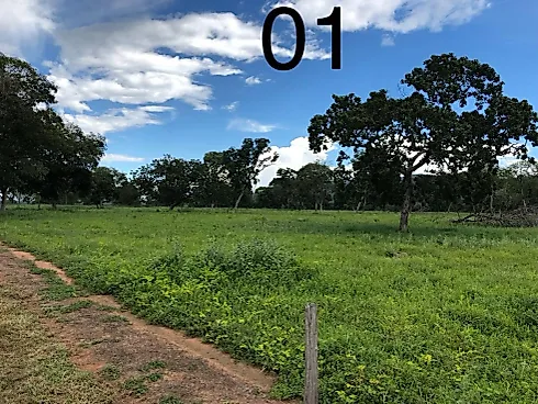 Alta Produtividade, Topografia Plana e Pronta para o Manejo no Leste Goiano - Fazenda em Área Rural de Formosa, Formosa - Foto 2