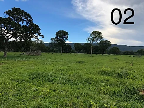 Alta Produtividade, Topografia Plana e Pronta para o Manejo no Leste Goiano - Fazenda em Área Rural de Formosa, Formosa - Foto 3