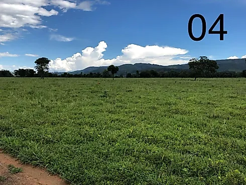 Alta Produtividade, Topografia Plana e Pronta para o Manejo no Leste Goiano - Fazenda em Área Rural de Formosa, Formosa - Foto 5
