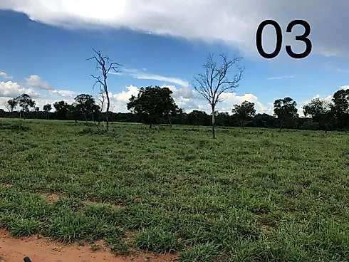Alta Produtividade, Topografia Plana e Pronta para o Manejo no Leste Goiano - Fazenda em Área Rural de Formosa, Formosa - Foto 4